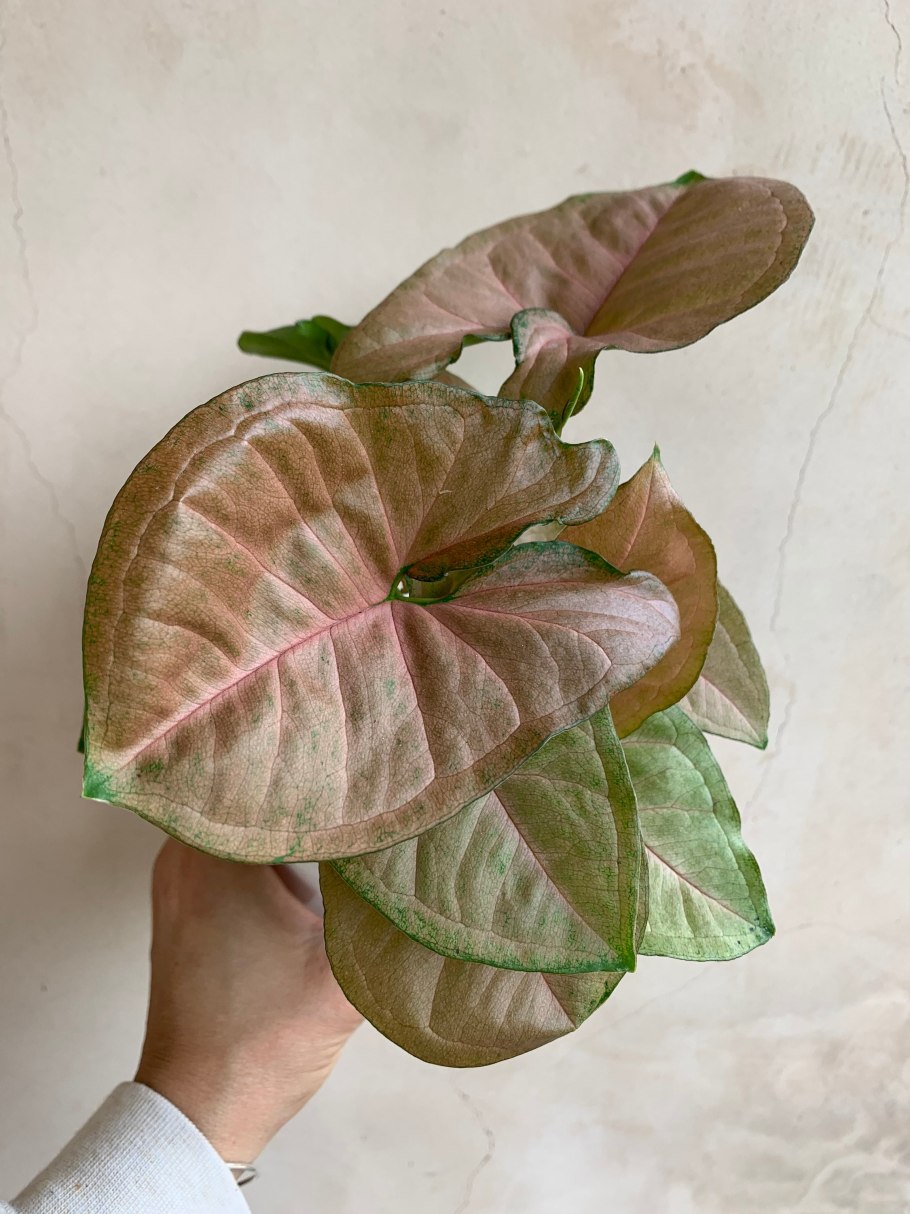 Сингониум Вайт