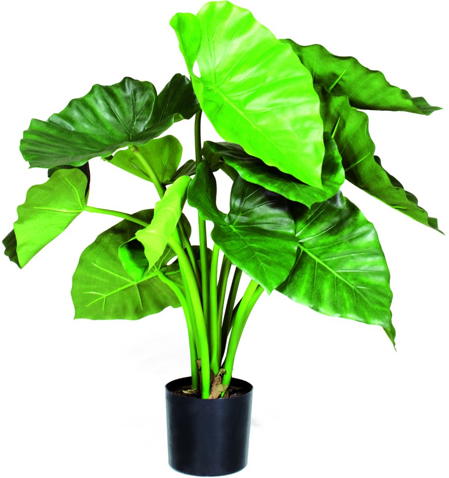 Алоказия Calidora