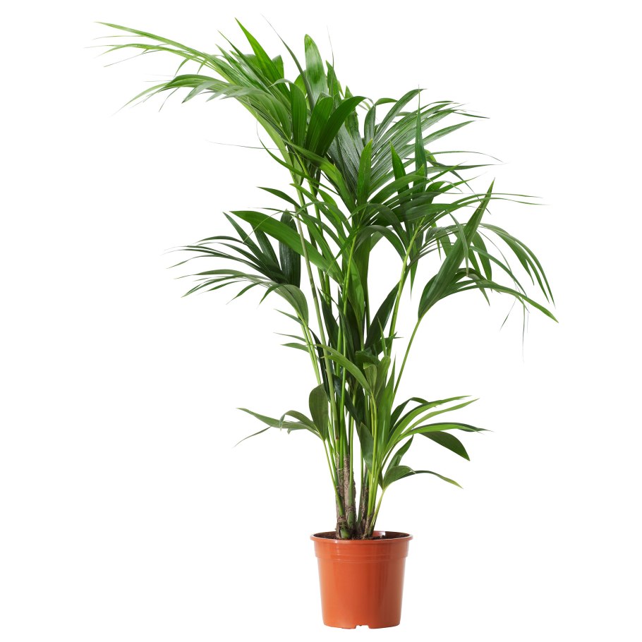 Ховея Форстериана