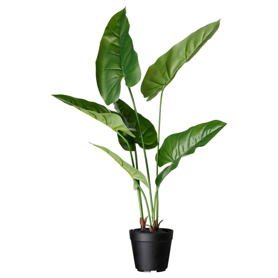 Икеа Филодендрон растение