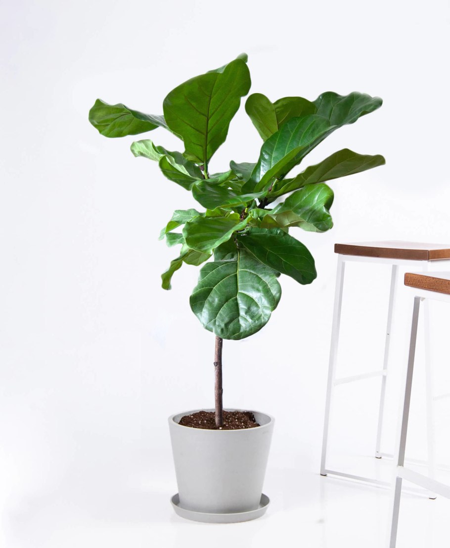 Fiddle Leaf Fig растение
