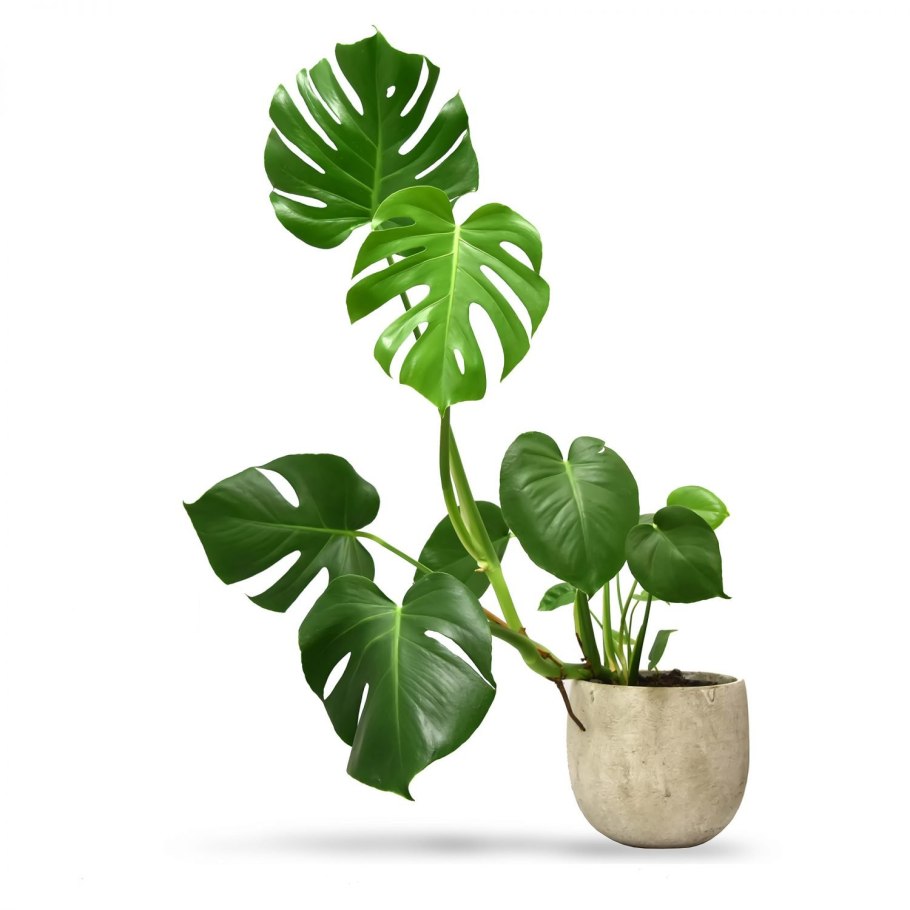 Монстера (Monstera)