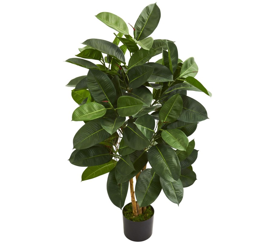 Фикус Милена