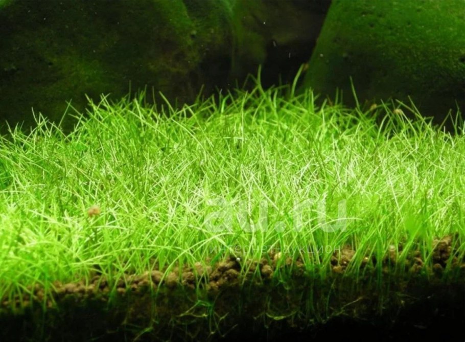 Элеохарис парвула (Eleocharis parvula)