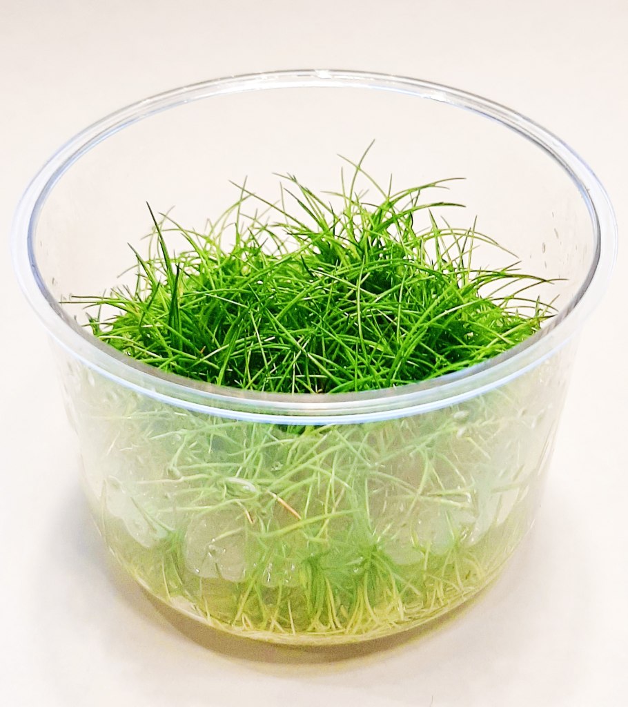 Элеохарис парвула мини купить