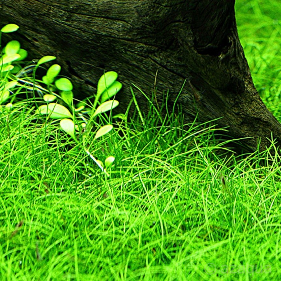 Элеохарис парвула