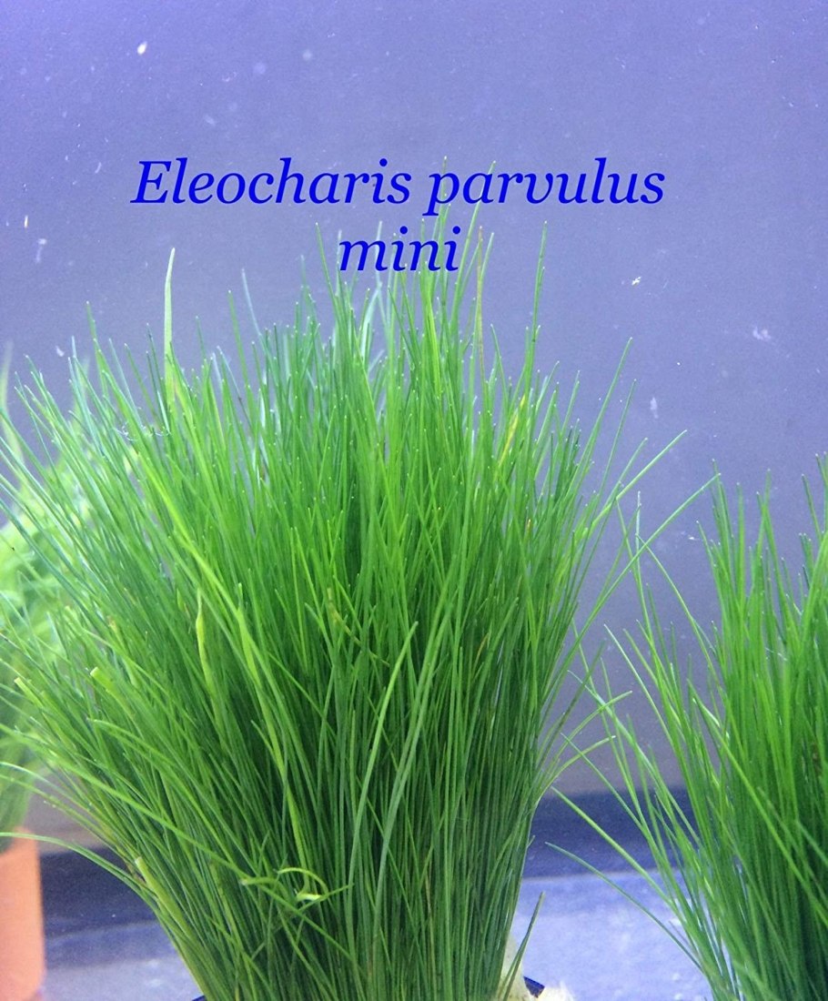 Элеохарис парвула