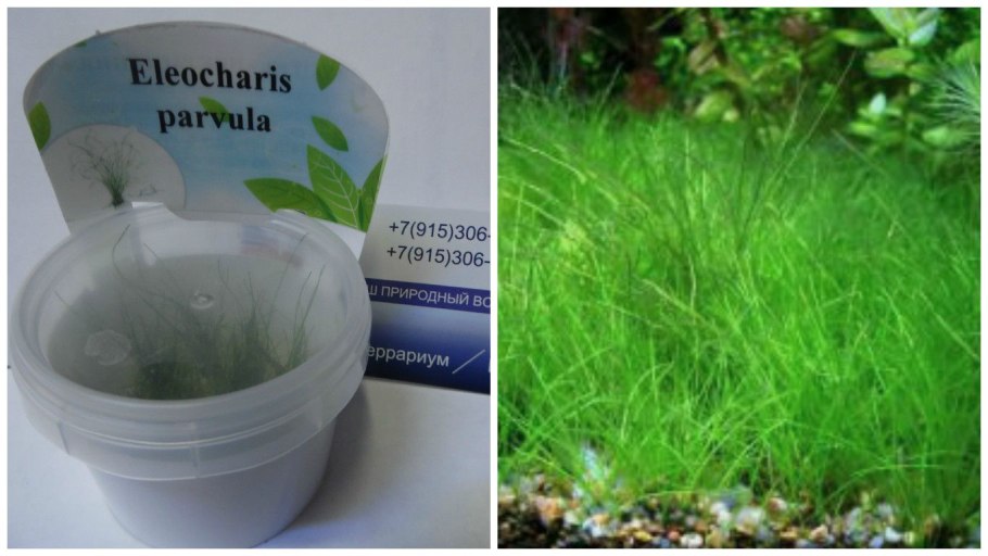 Меристемные аквариумные растения