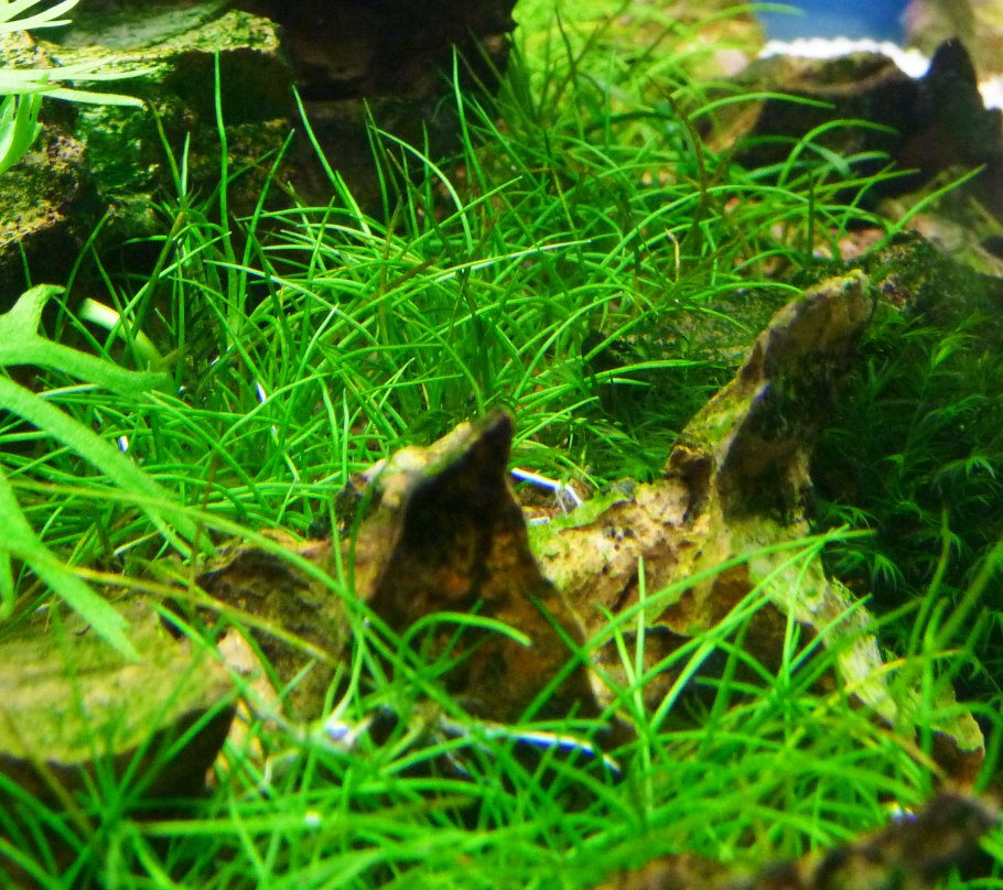 Элеохарис мини Eleocharis SP Mini