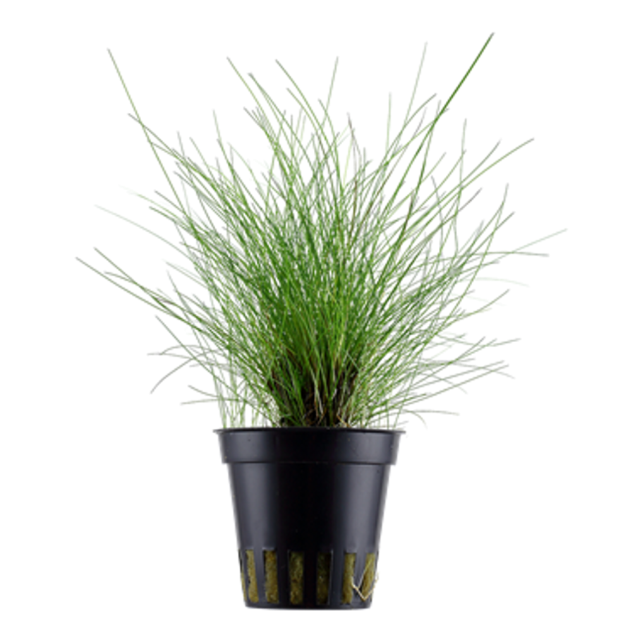 Элеохарис парвулус мини t/c Cup