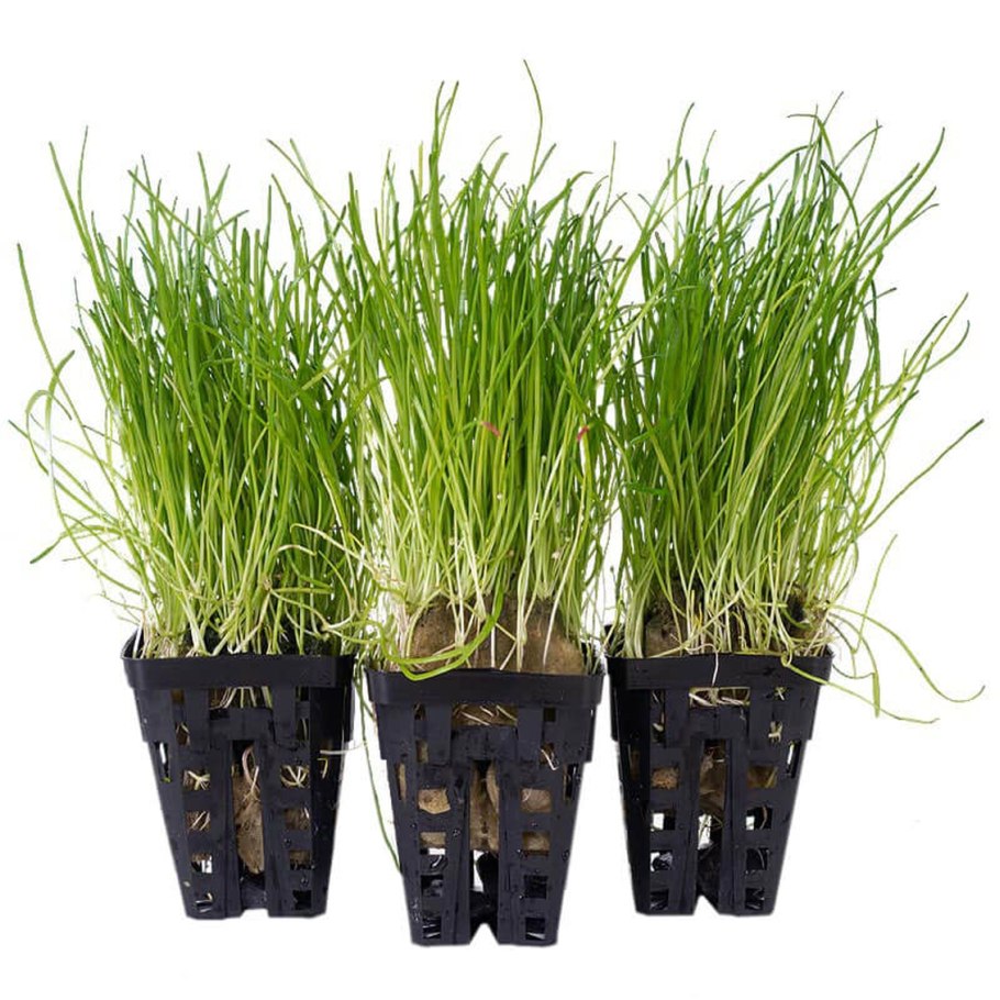 Lilaeopsis mauritiana