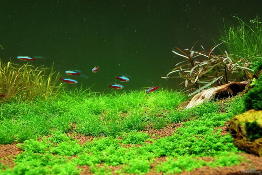 Элеохарис карликовый