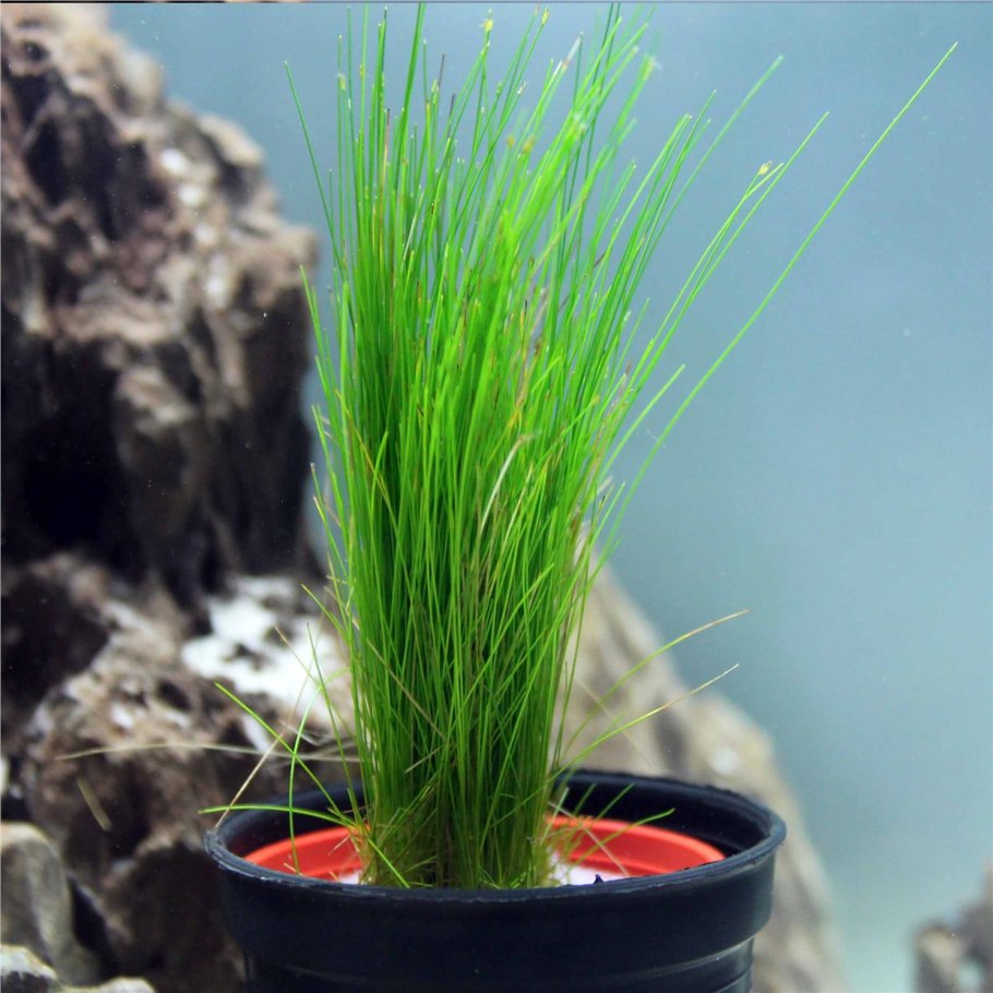 Eleocharis SP