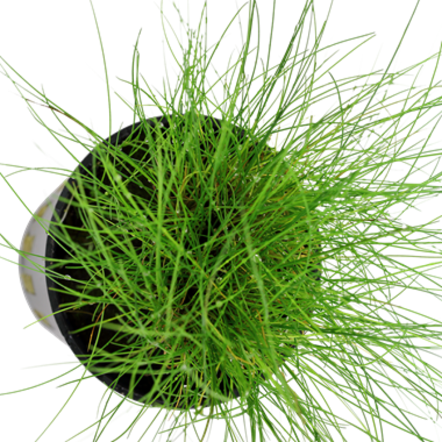 Элеохарис парвула