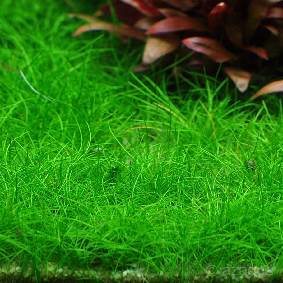 Элеохарис мини меристемный Eleocharis SP.