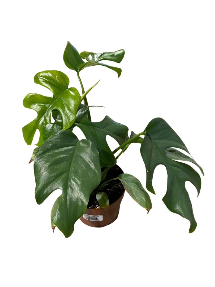 Филодендрон Сильвер спирит