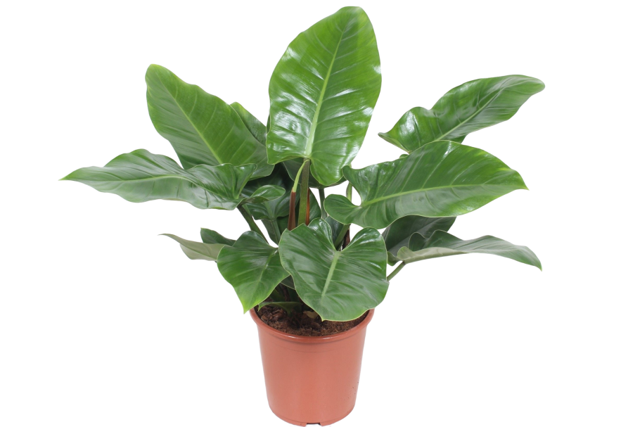 Филодендрон Стингрей