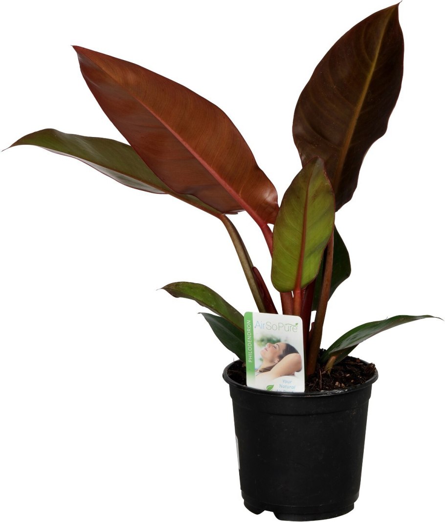 Филодендрон инконциннум