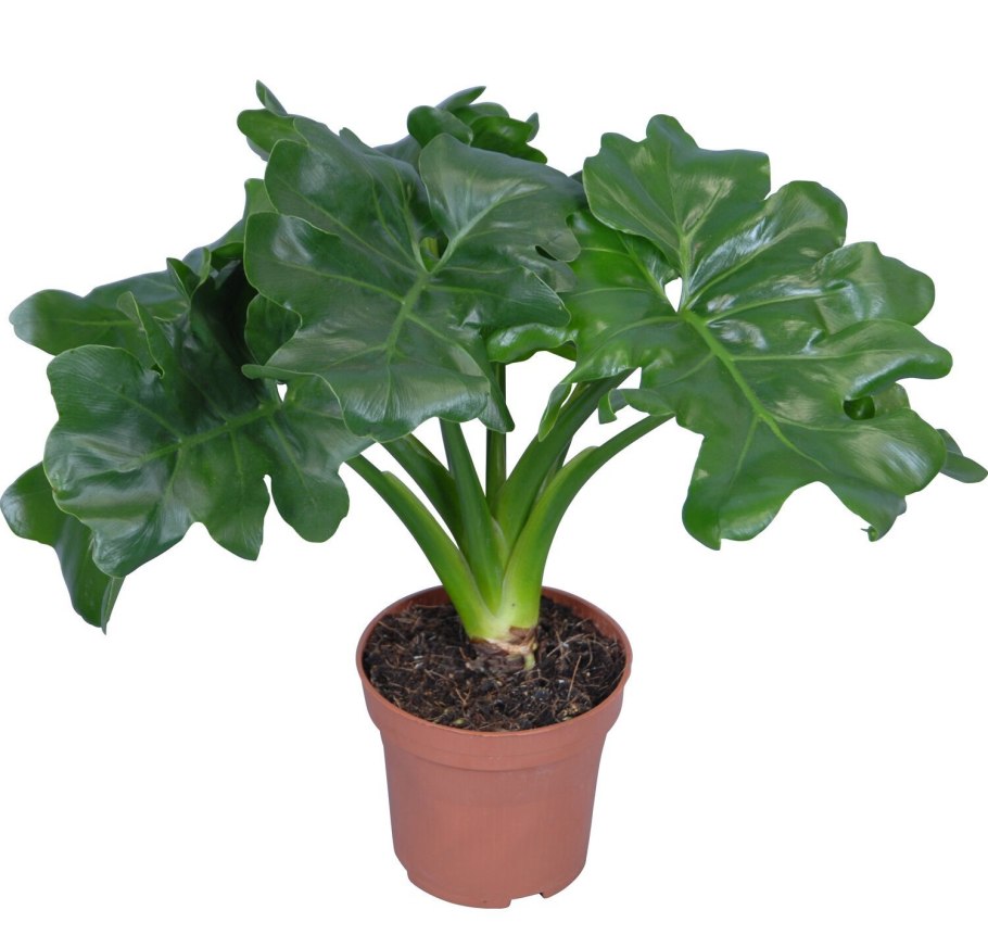 Лист Филодендрон голубой 70см