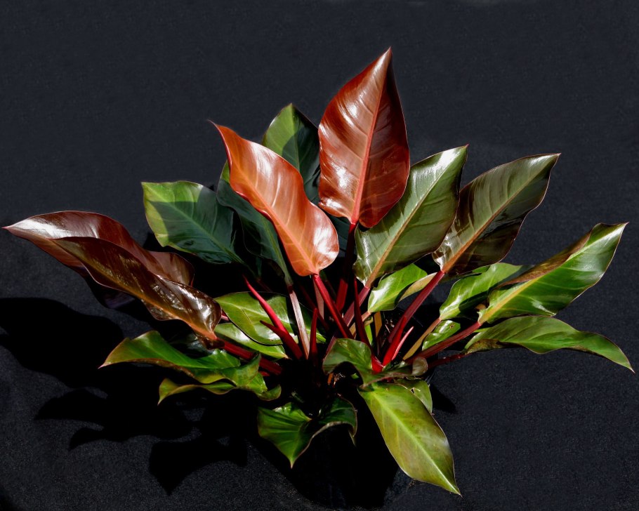 Филодендрон Фаззи