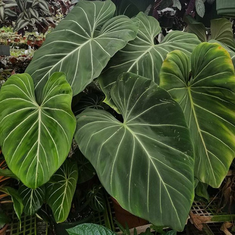 Филодендрон субхастатум