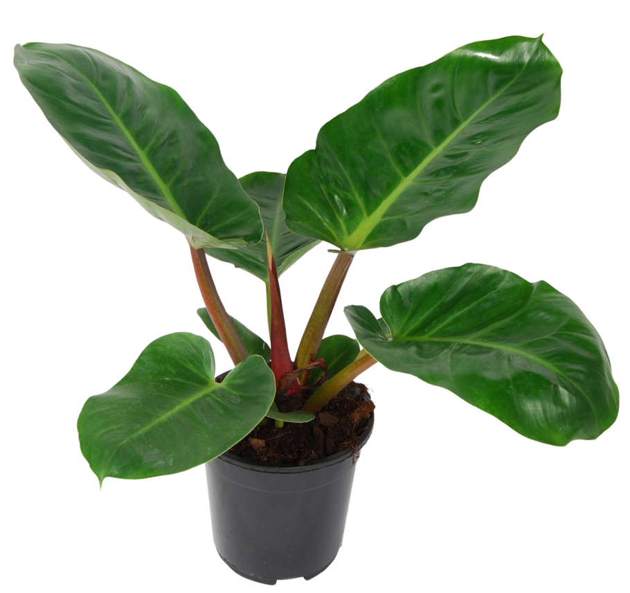 Монстера Адансона обликва