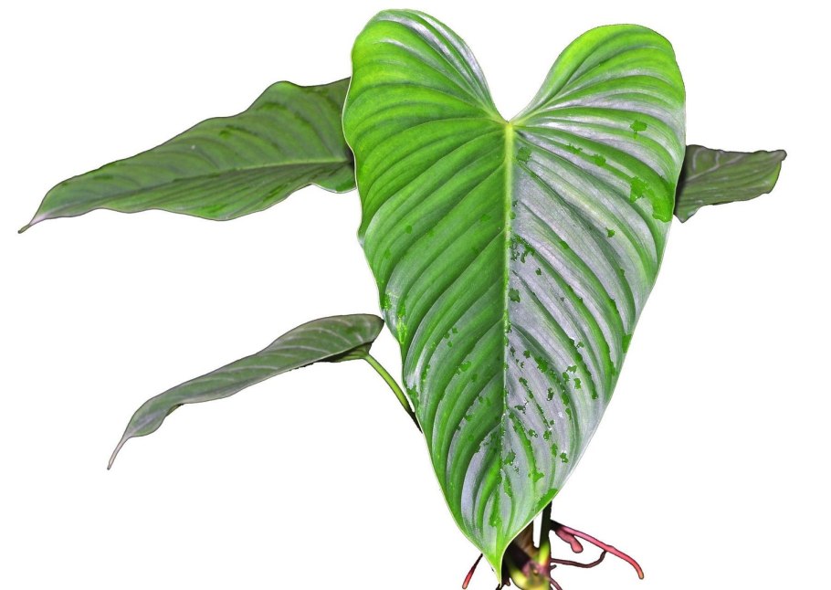 Монстера Адансона манки Маск