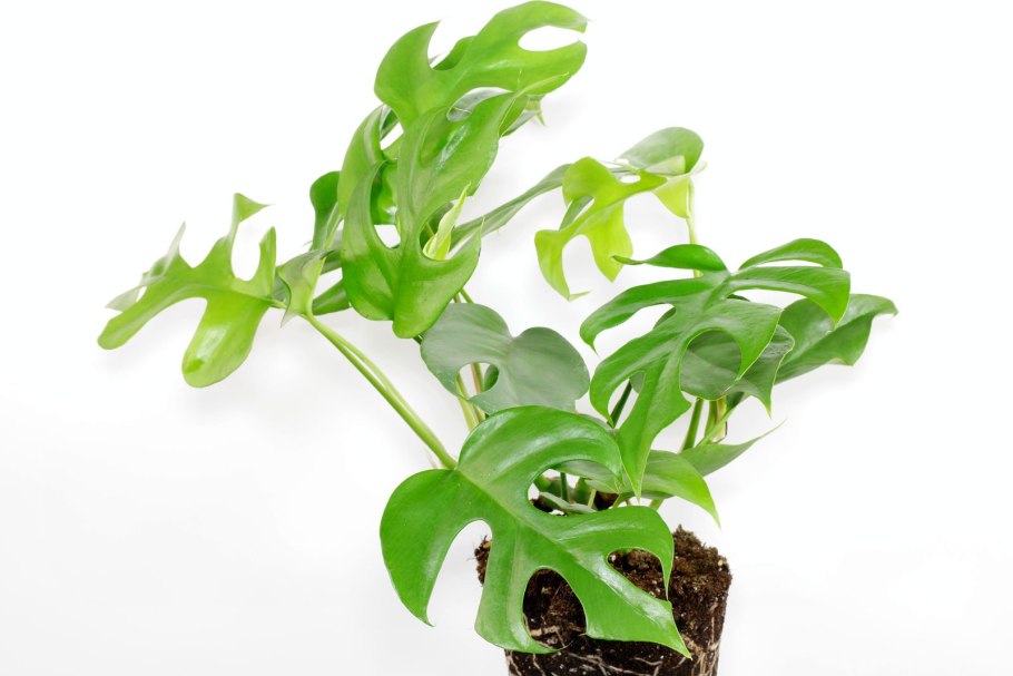 Филодендрон Джинни