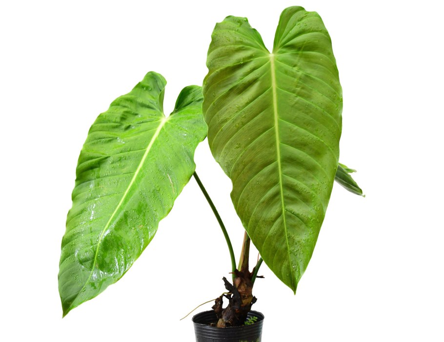 The Heart of the Planter