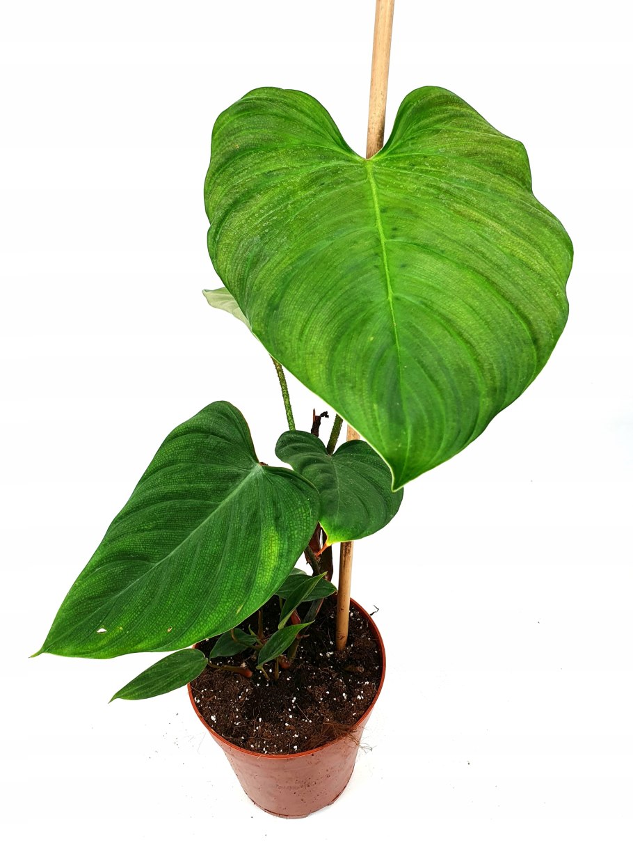 Philodendron longilobatum