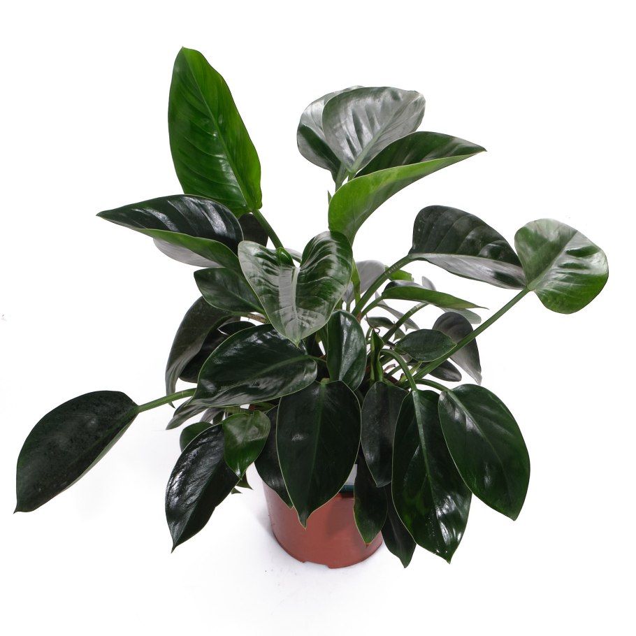 Монстера Делициоза (Monstera deliciosa)