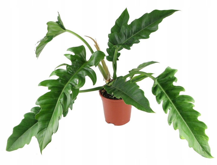 Филодендрон дваждыперистый