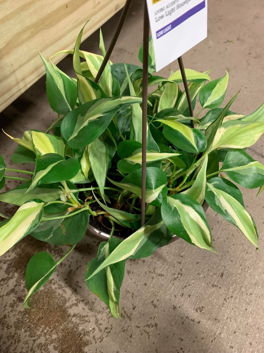 Филодендрон Serrate Leaf