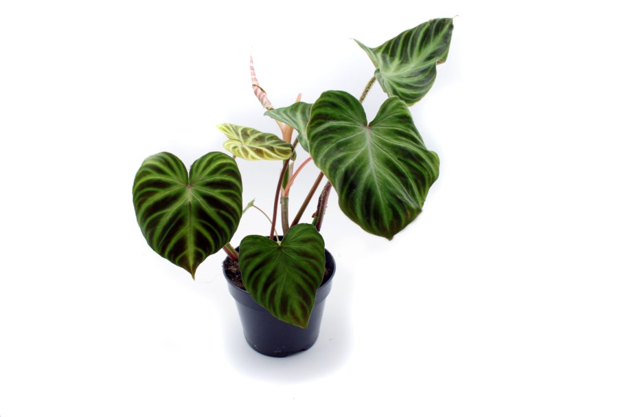 Филодендрон Билли Блэк