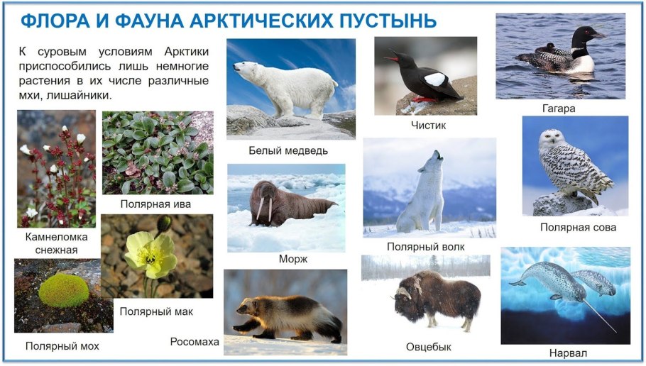 Растения Антарктиды колобантус Кито