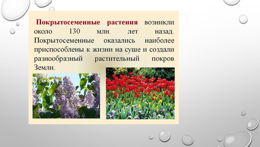 Растительный мир тундры в России