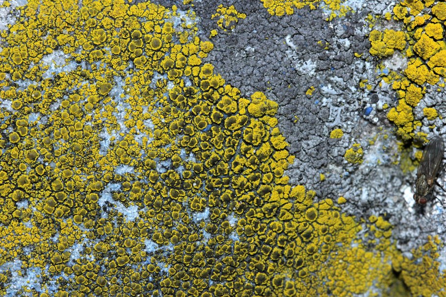 Heterodermia speciosa