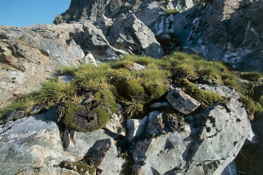 Арктический лишайник