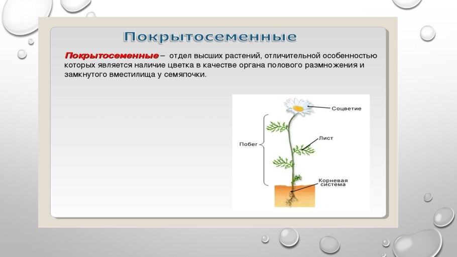 Камнеломка Заполярье