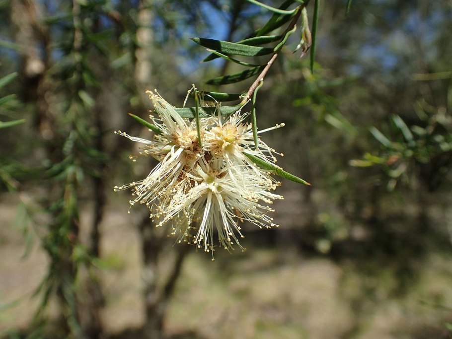 Herculasia Melaleuca