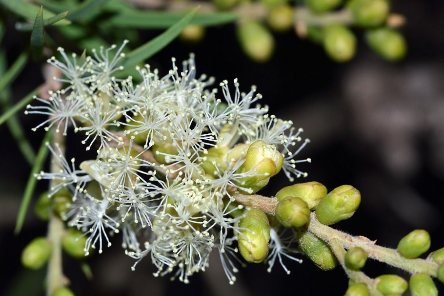 Melaleuca micromera