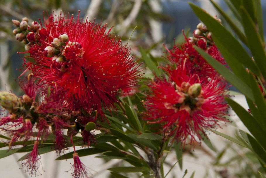 Найоли растение