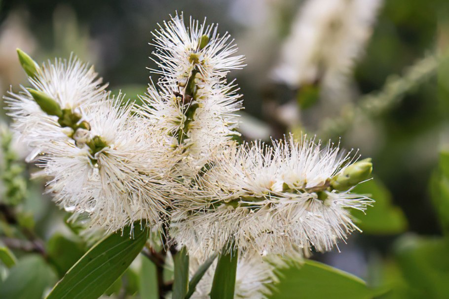 Melaleuca armillaris