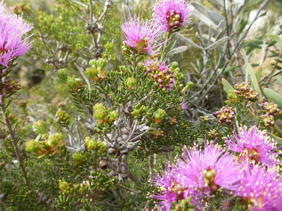 Melaleuca quinquenervia