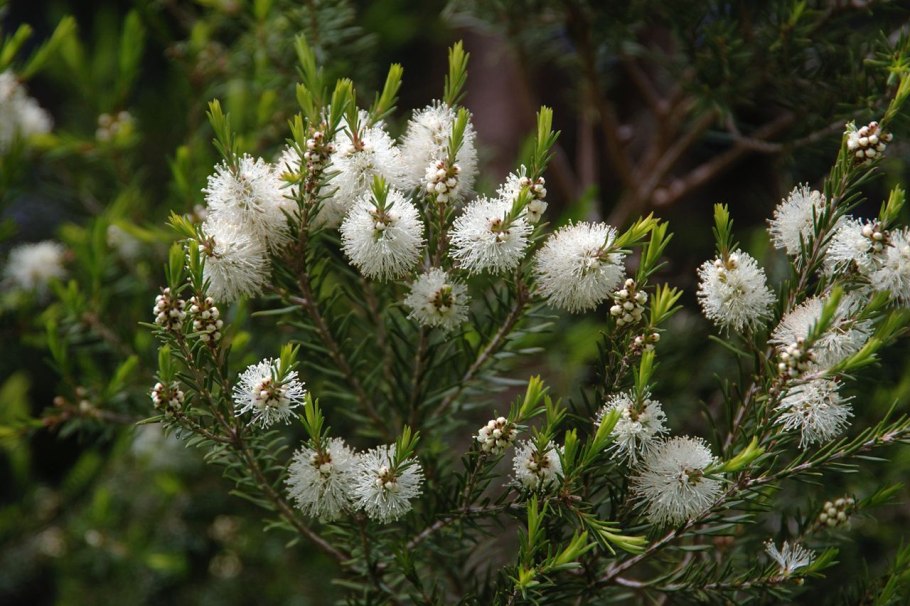 Мелалеука Алтернифолиа Melaleuca alternifolia