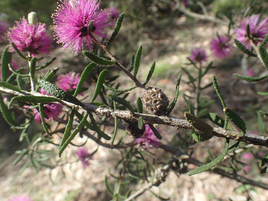 MT_PM_v44_Melaleuca_linariifolia