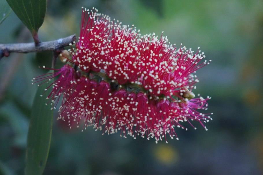 Melaleuca halmaturorum