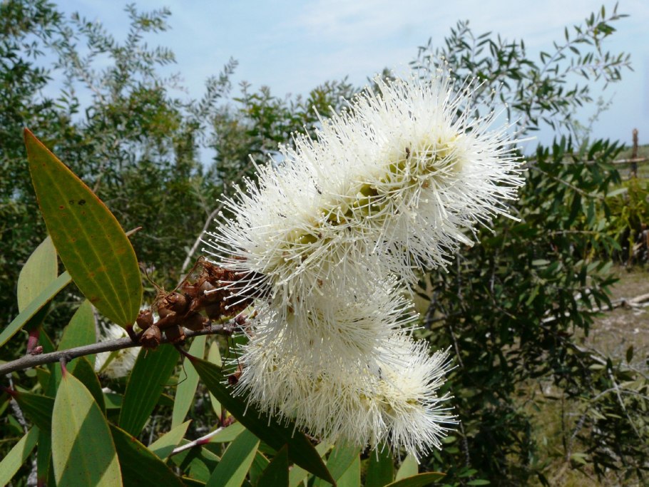 Мелалеука пятижилковая фото и описание
