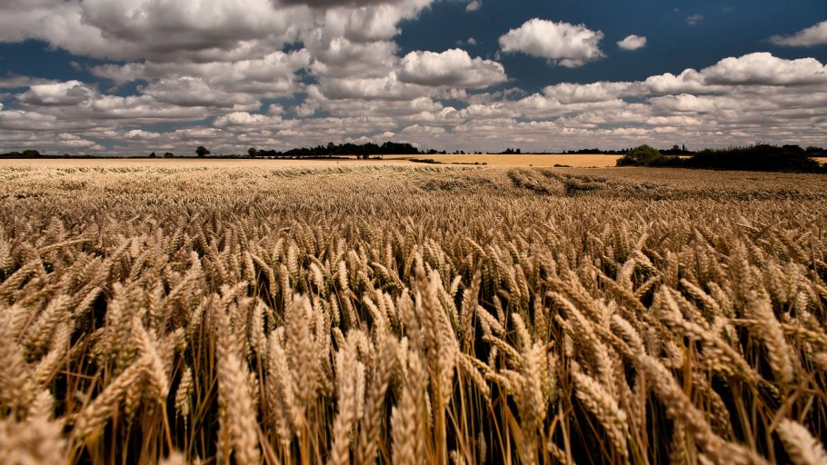 Поле пшеницы