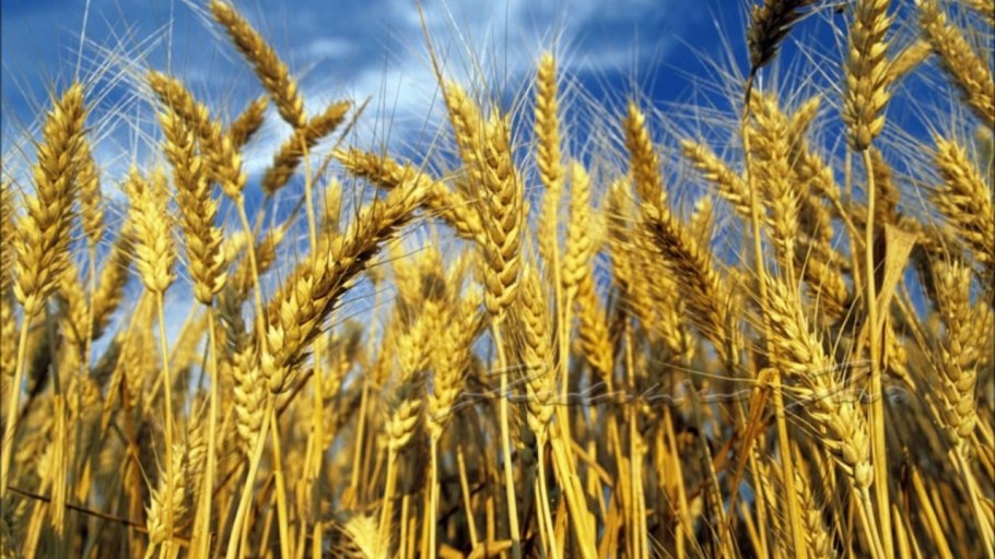 Альбидум пшеница